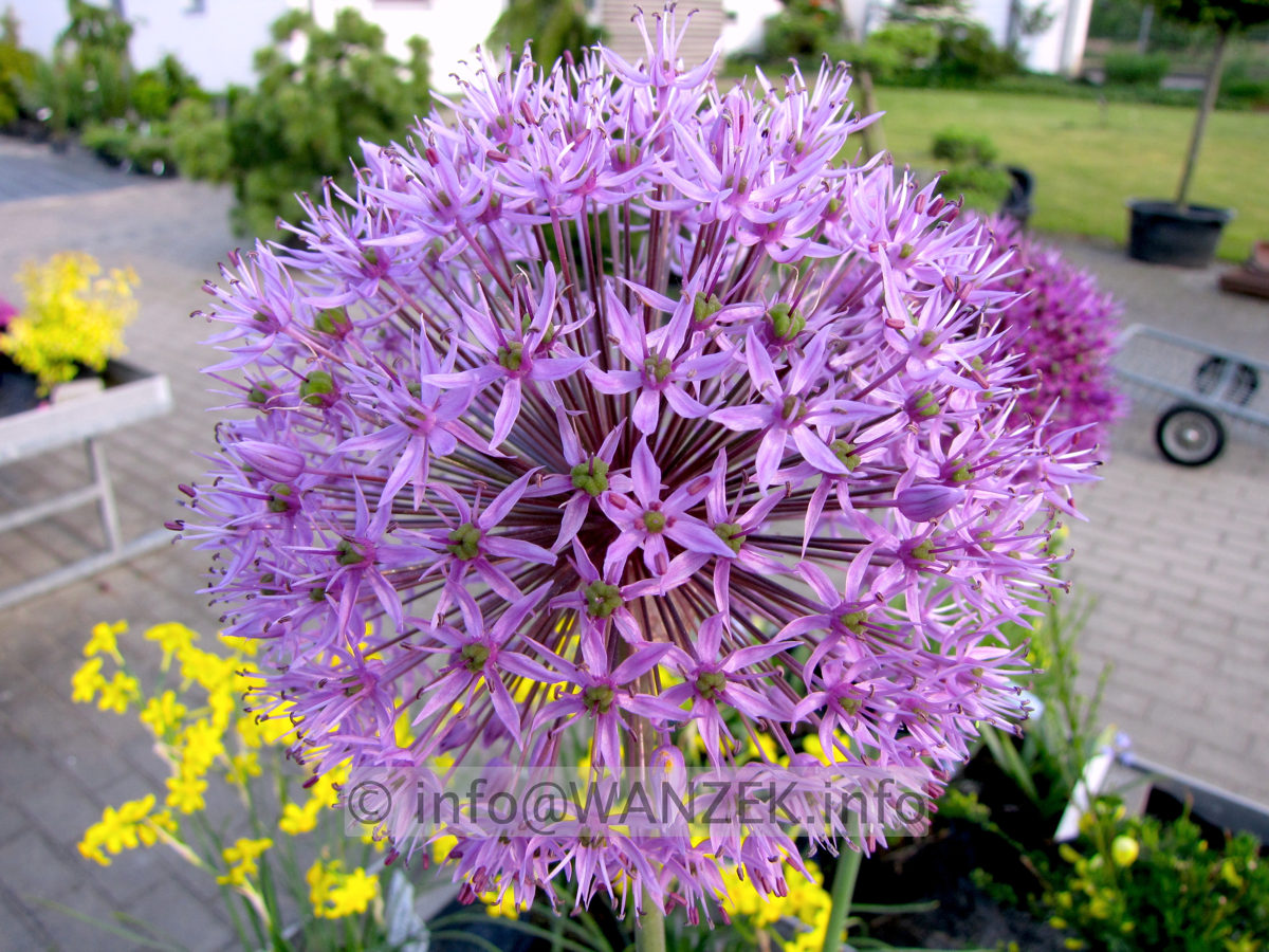 Allium aflatunense Purple Sensation1.JPG